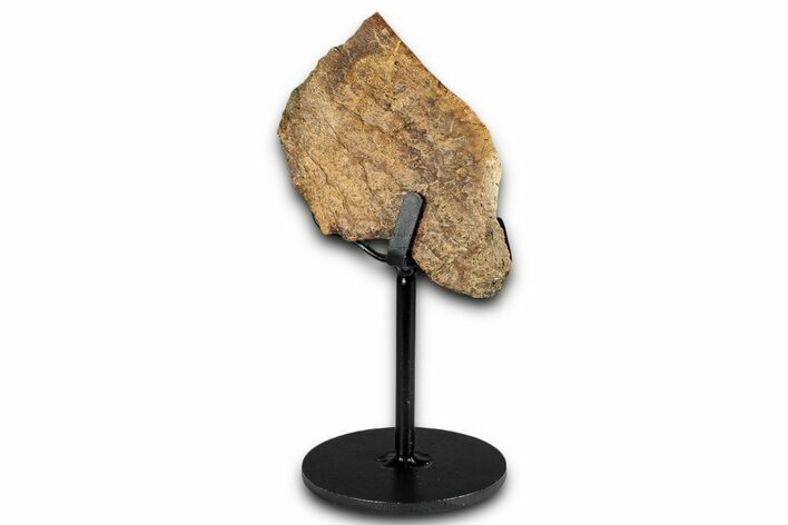 Fossil Triceratops Rib Section w/ Metal Stand - South Dakota #354361